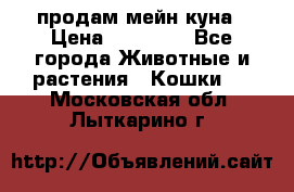продам мейн куна › Цена ­ 15 000 - Все города Животные и растения » Кошки   . Московская обл.,Лыткарино г.